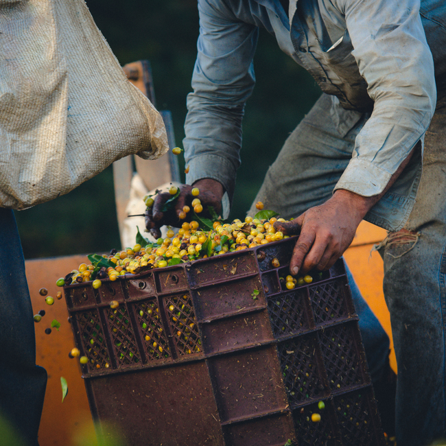 Where Do coffee Beans Come From? Is it a Tree, a Bush, or a Nut?